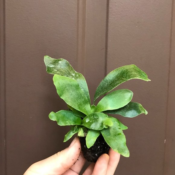 Platycerium Dutch/French Staghorn Fern '